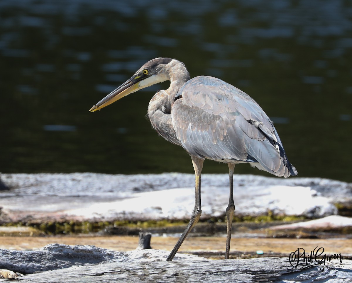 Great Blue Heron - Phil Green