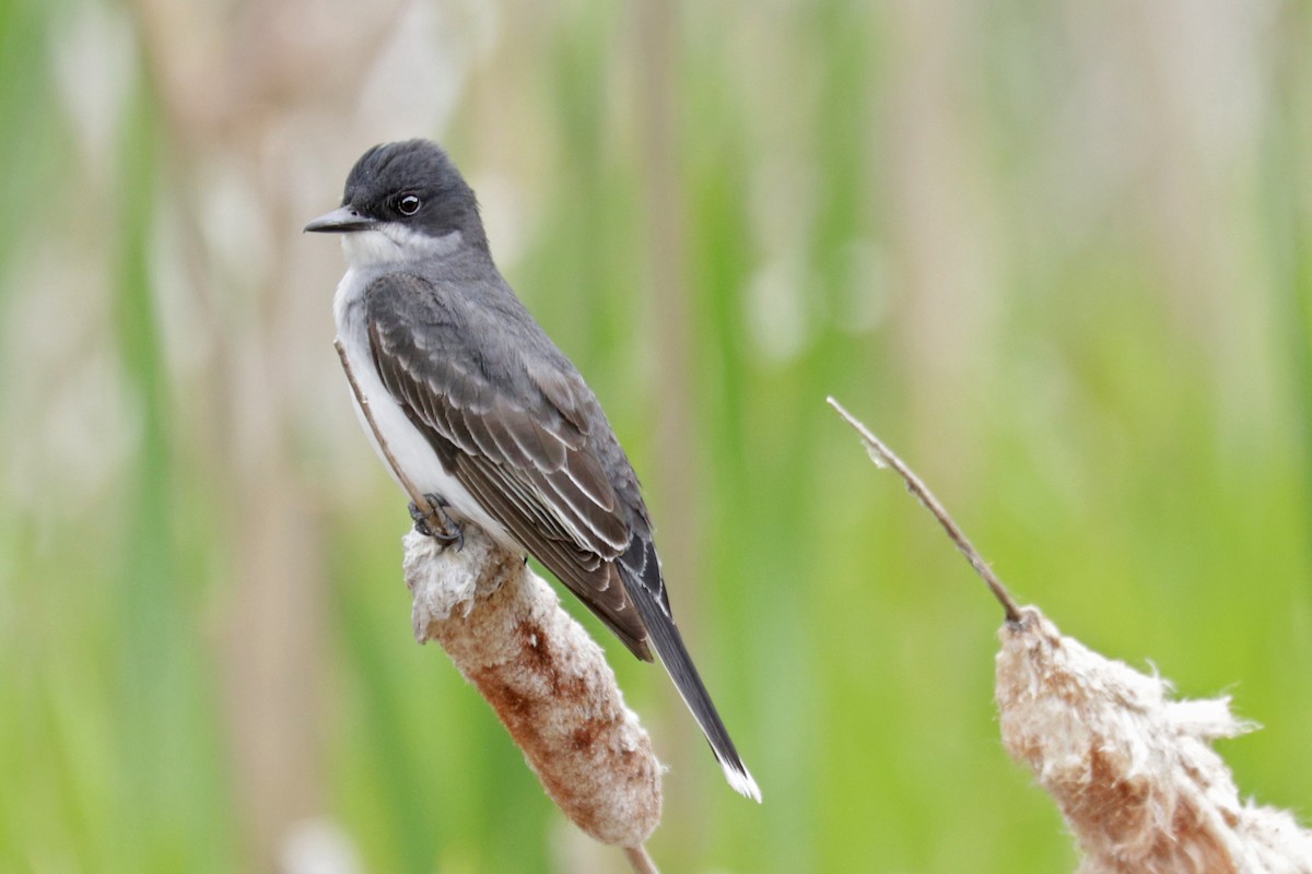 Eastern Kingbird - Nathan Wall