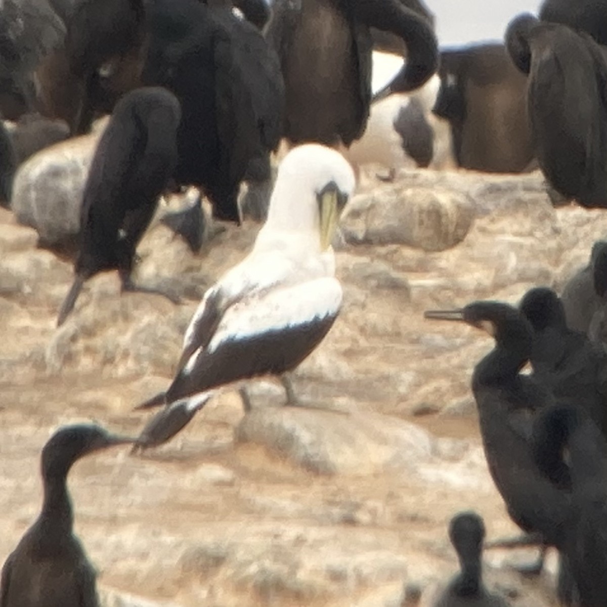 Masked Booby - ML346722591