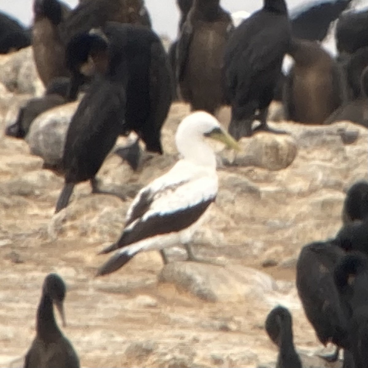 Masked Booby - Nicole Desnoyers