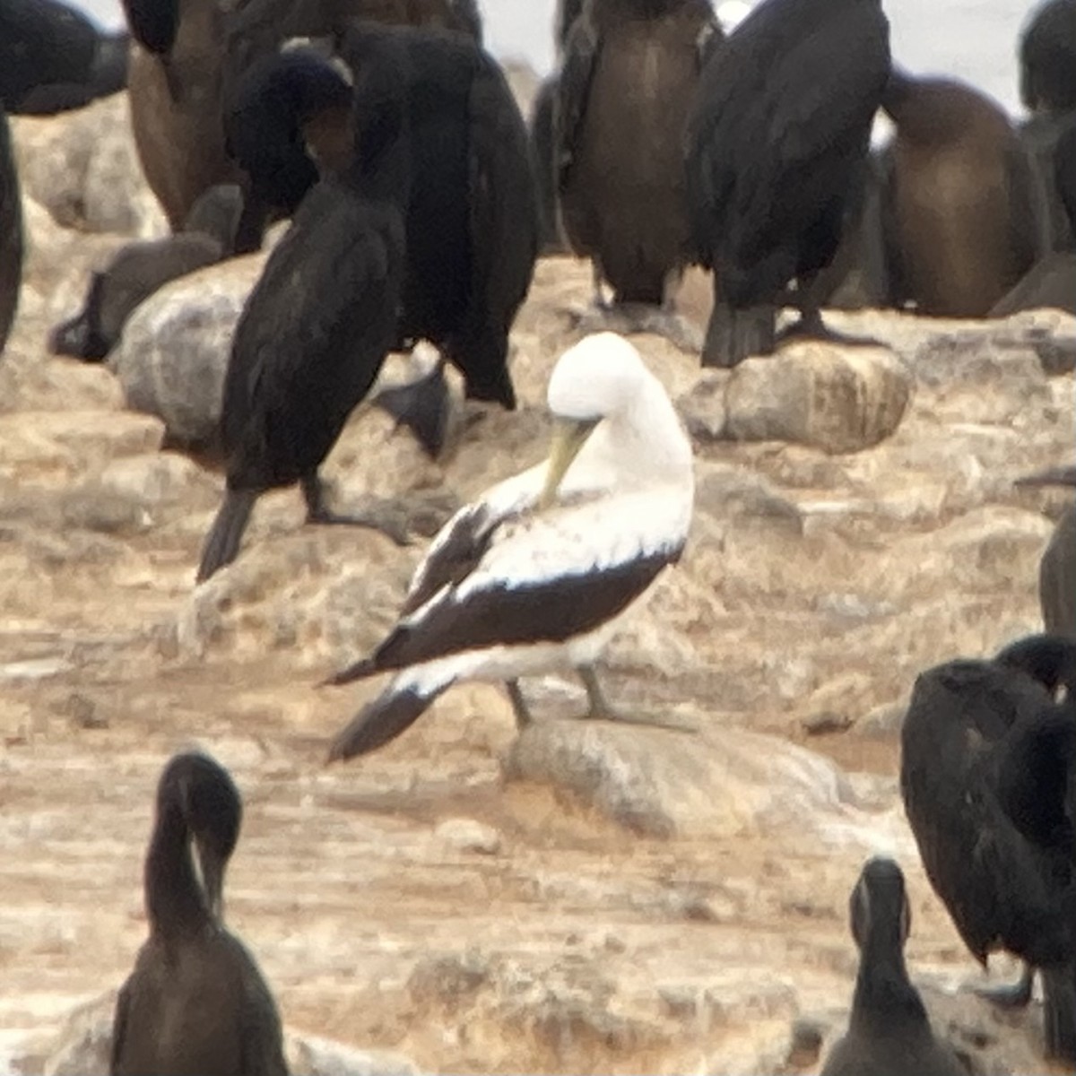 Masked Booby - Nicole Desnoyers