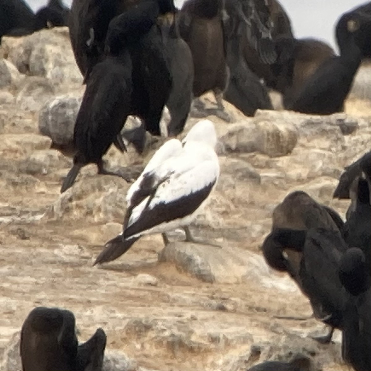 Masked Booby - Nicole Desnoyers