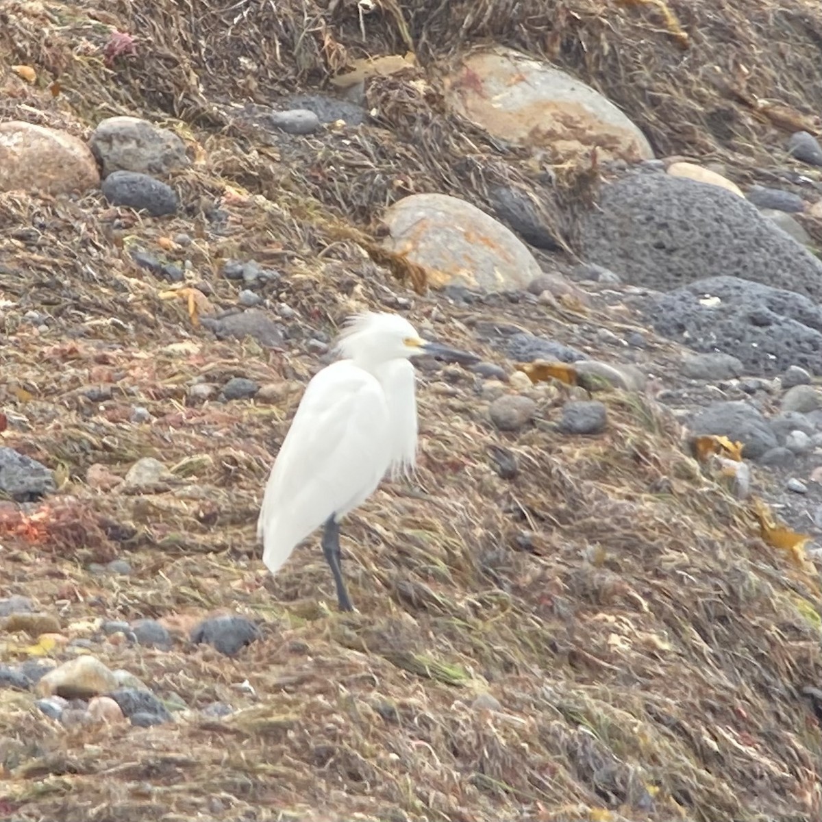 Snowy Egret - Nicole Desnoyers