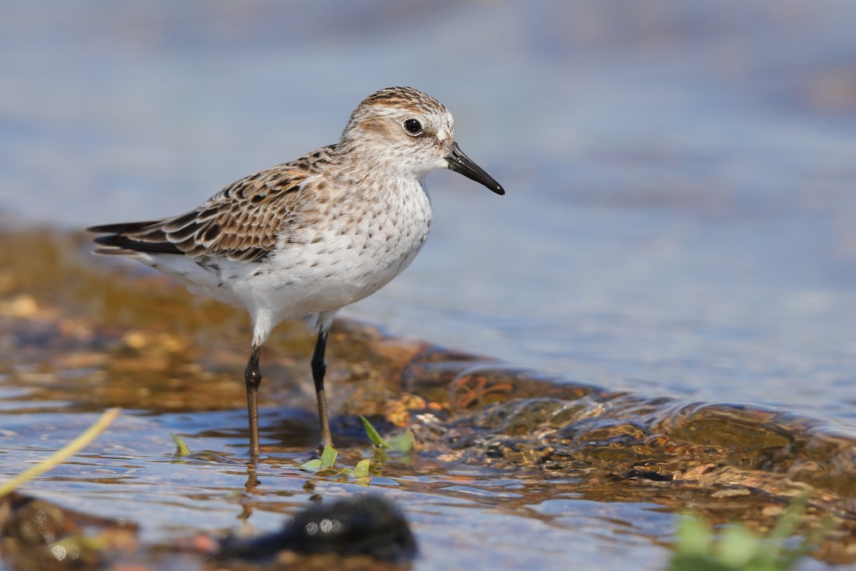 Sandstrandläufer - ML346723781