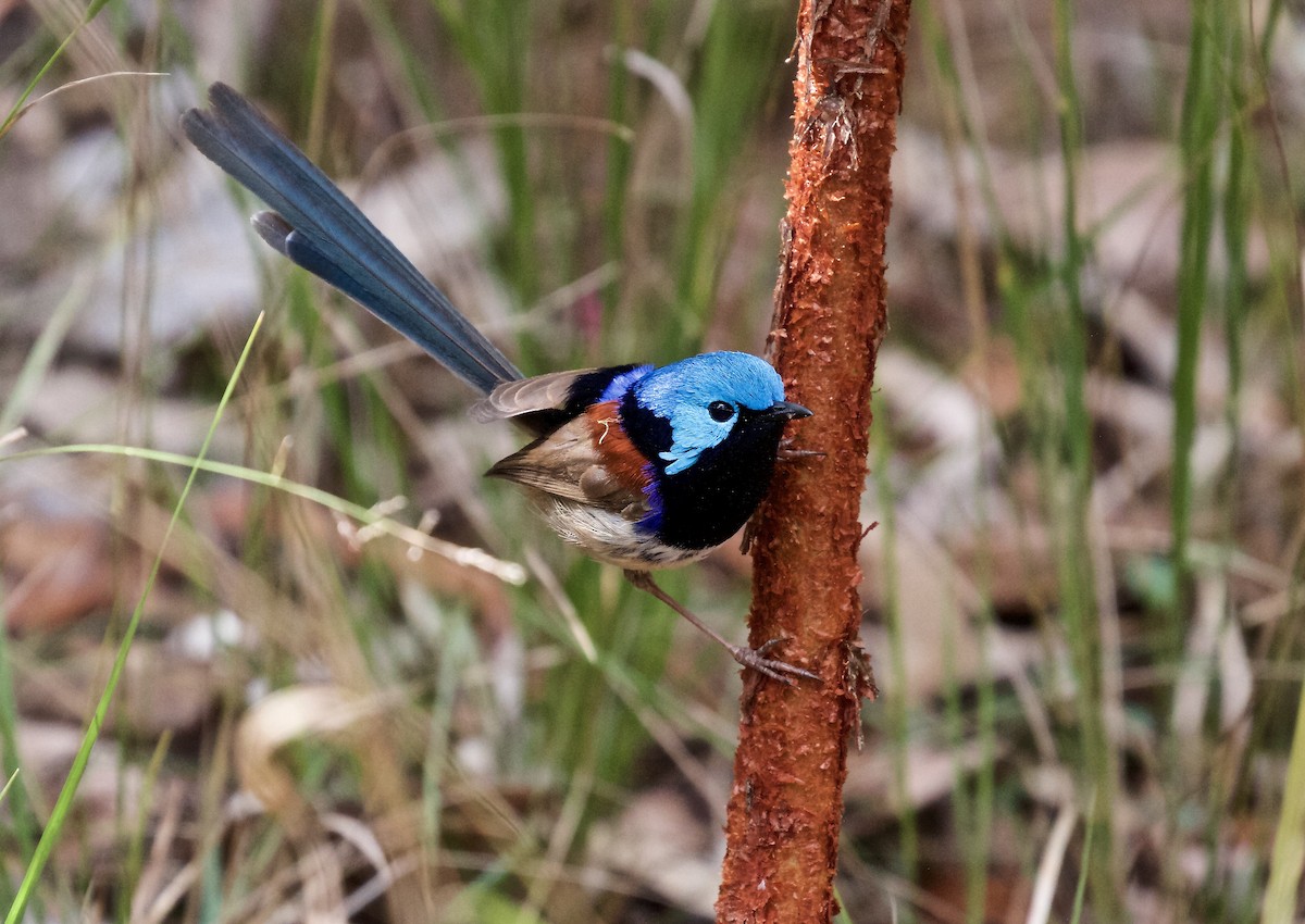 Variegated Fairywren - ML34672391