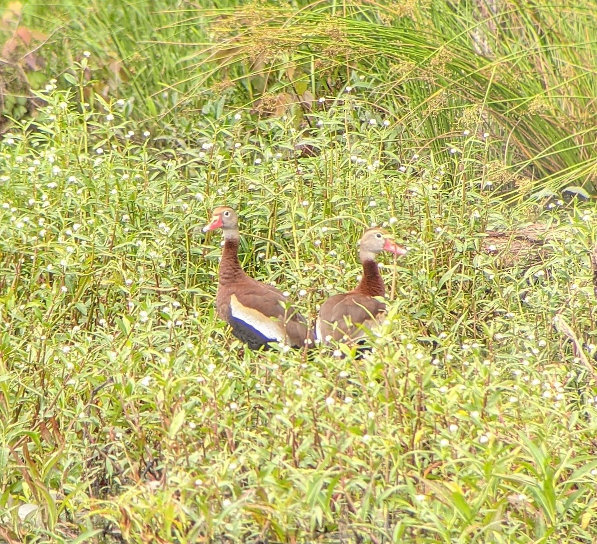 Black-bellied Whistling-Duck - ML346724911