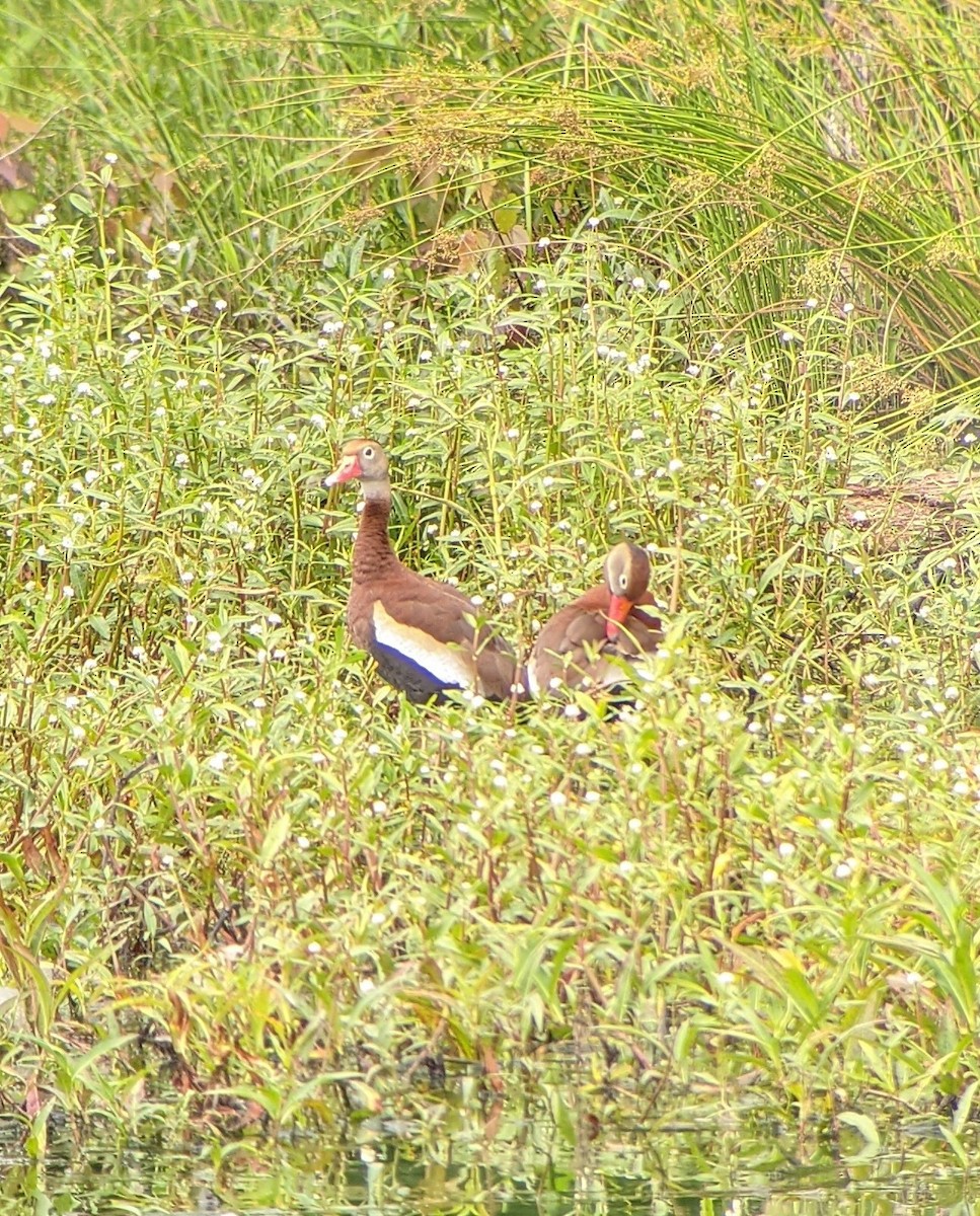 Black-bellied Whistling-Duck - ML346725001