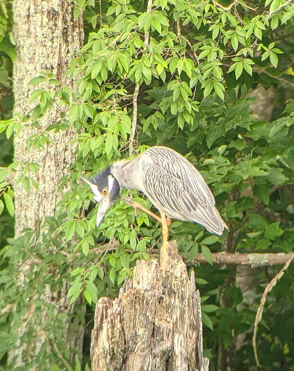 Yellow-crowned Night Heron - ML346725071