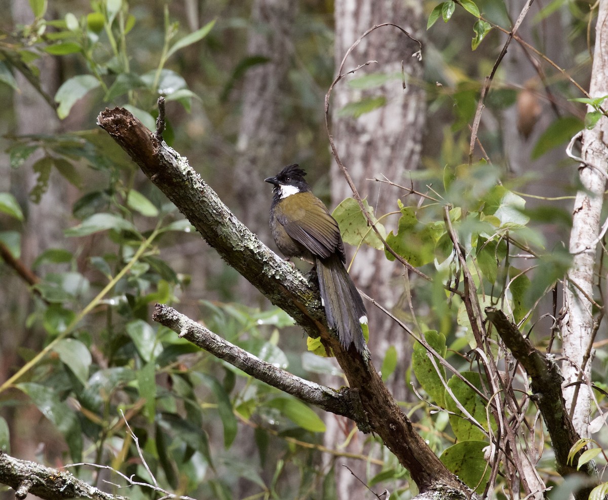 Eastern Whipbird - Gus Daly