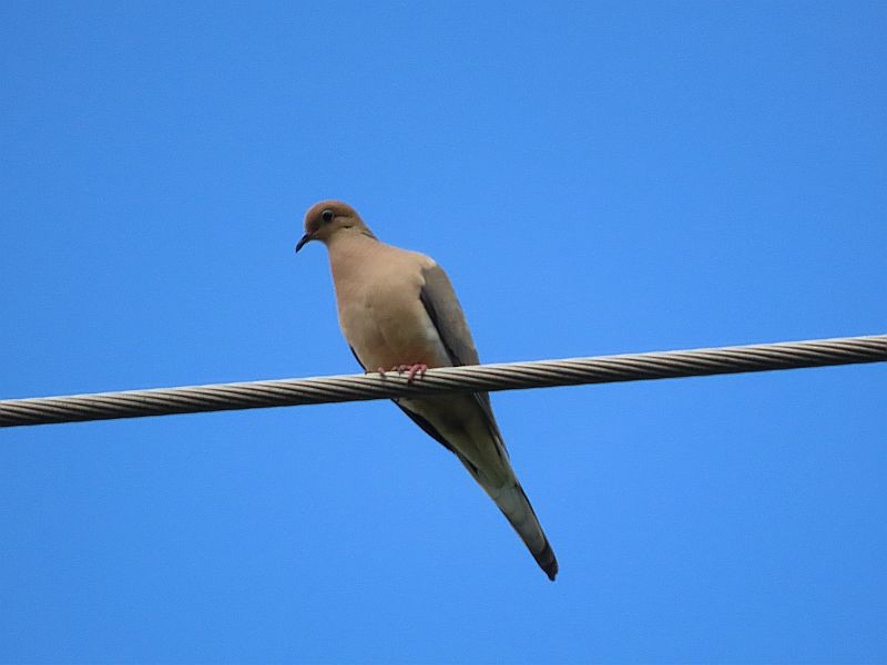 Mourning Dove - Tracy The Birder