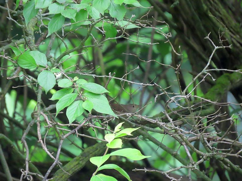 Northern House Wren - ML346726101