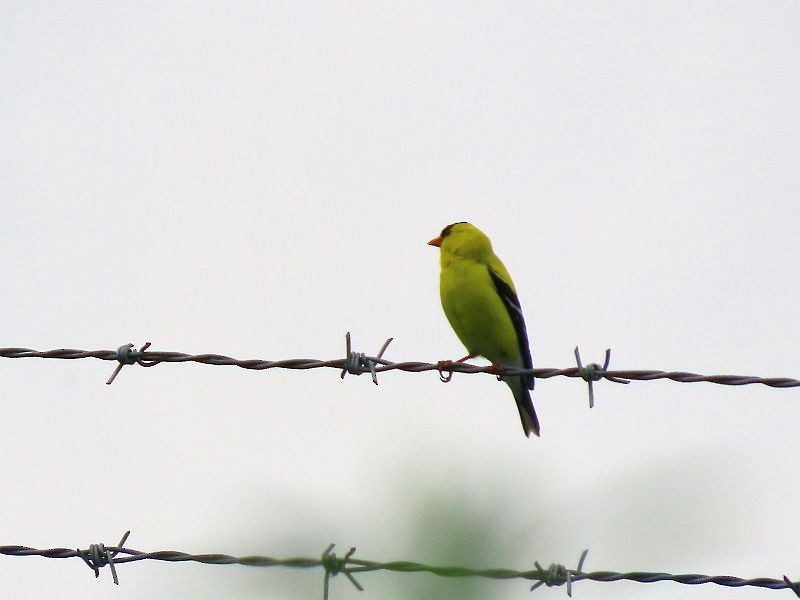 American Goldfinch - ML346726171