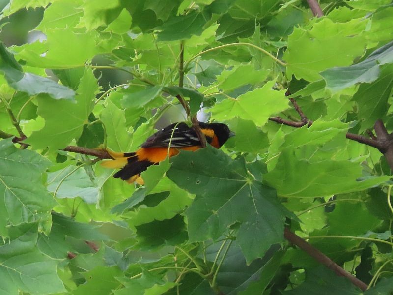 Baltimore Oriole - ML346726241