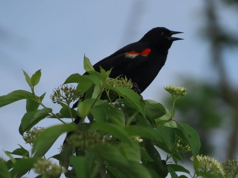 Red-winged Blackbird - ML346726251