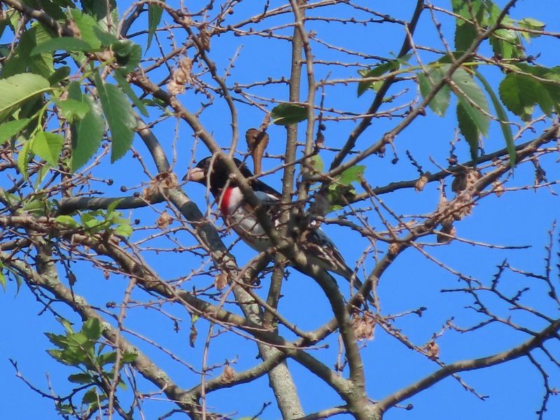 Rose-breasted Grosbeak - ML346726291