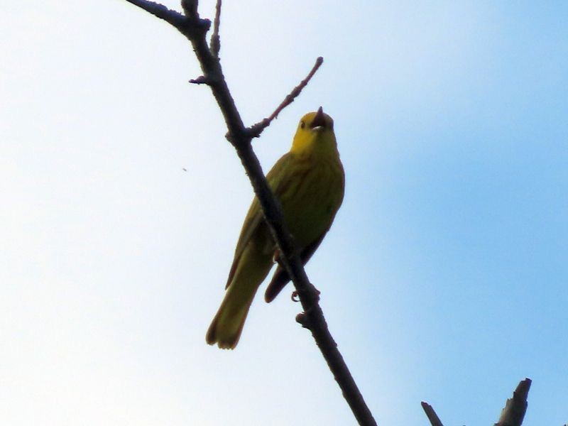 Yellow Warbler - ML346726381