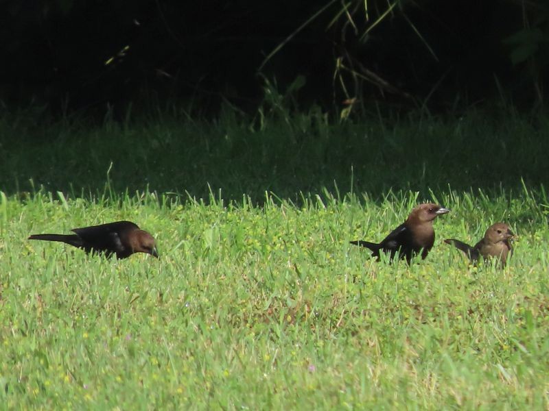 Brown-headed Cowbird - ML346726591