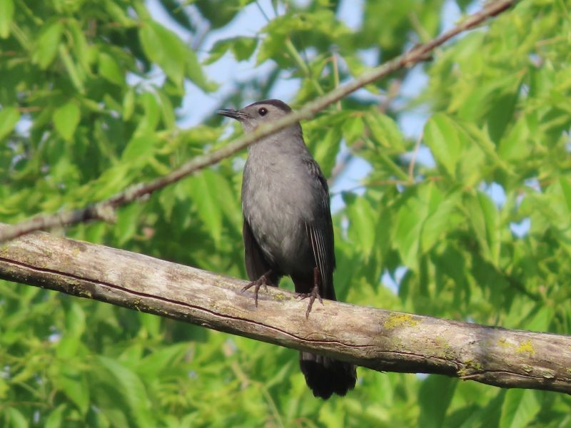 Gray Catbird - ML346726641