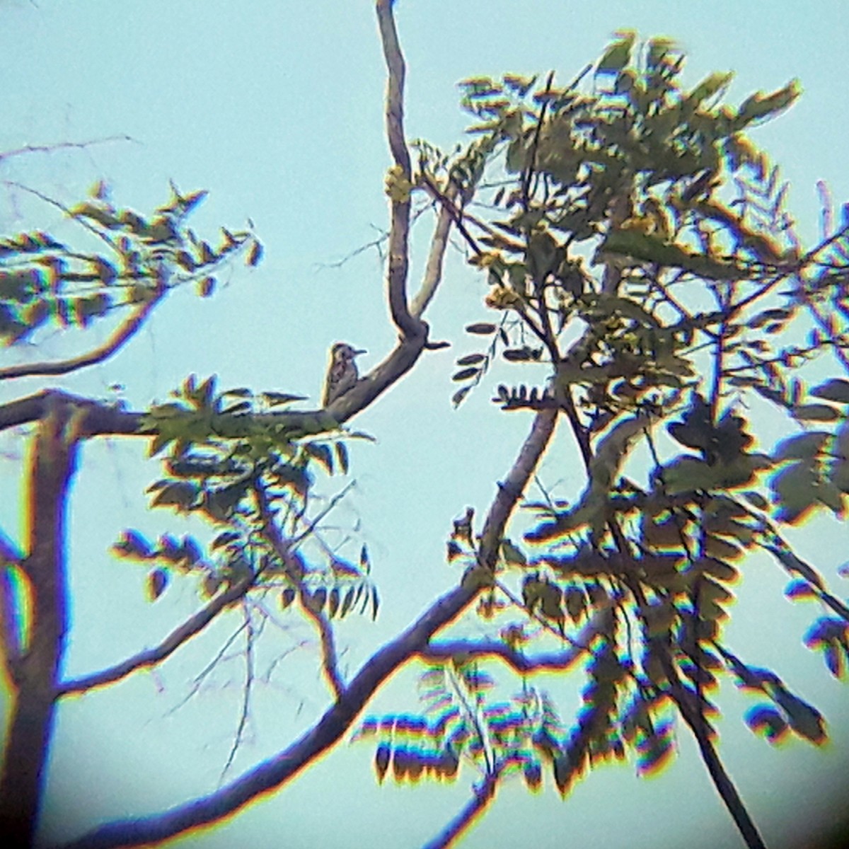 Brown-capped Pygmy Woodpecker - ML346726831