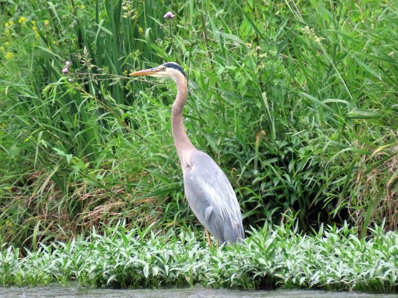 Great Blue Heron - ML346726871