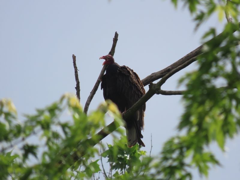 Turkey Vulture - ML346726941