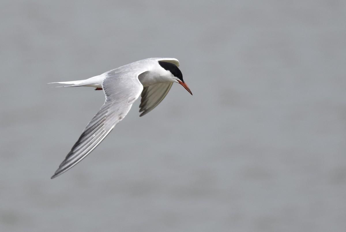 Common Tern - Andy Reago &  Chrissy McClarren