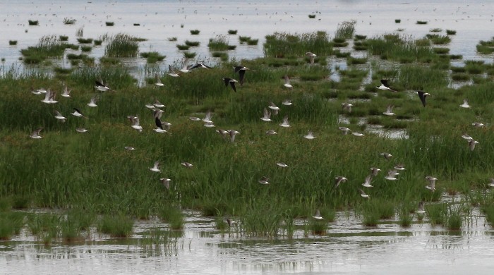 Wilson's Phalarope - ML34672911