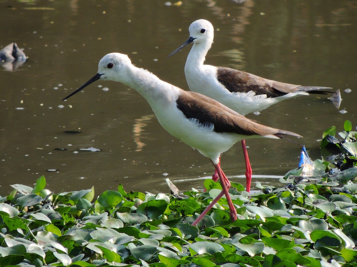 Black-winged Stilt - ML346729461