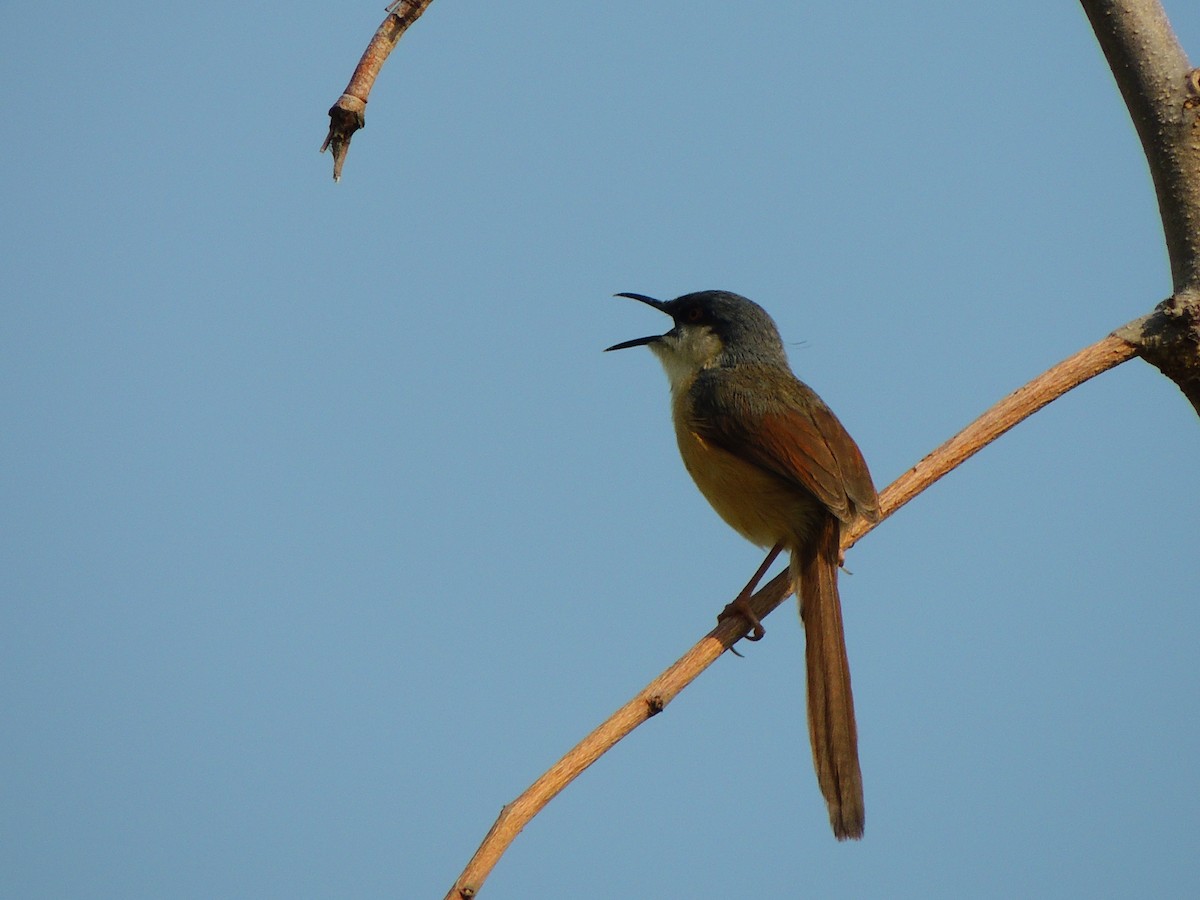 Prinia Cenicienta - ML346729891