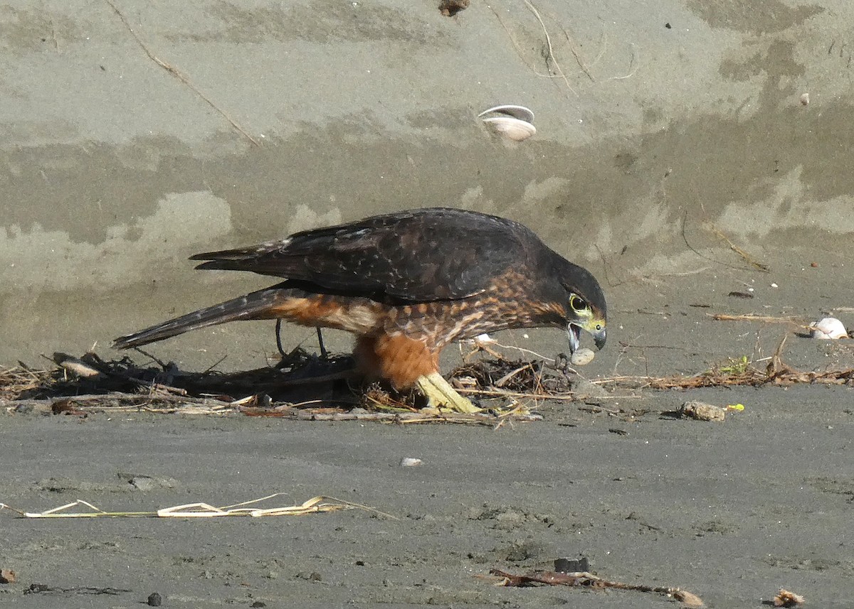 New Zealand Falcon - Ken George