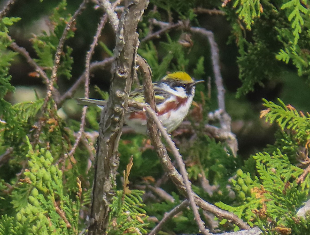 Chestnut-sided Warbler - sheila goss