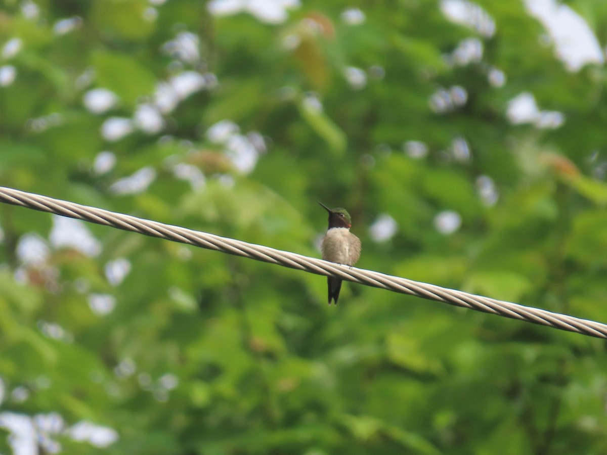 Ruby-throated Hummingbird - sheila goss