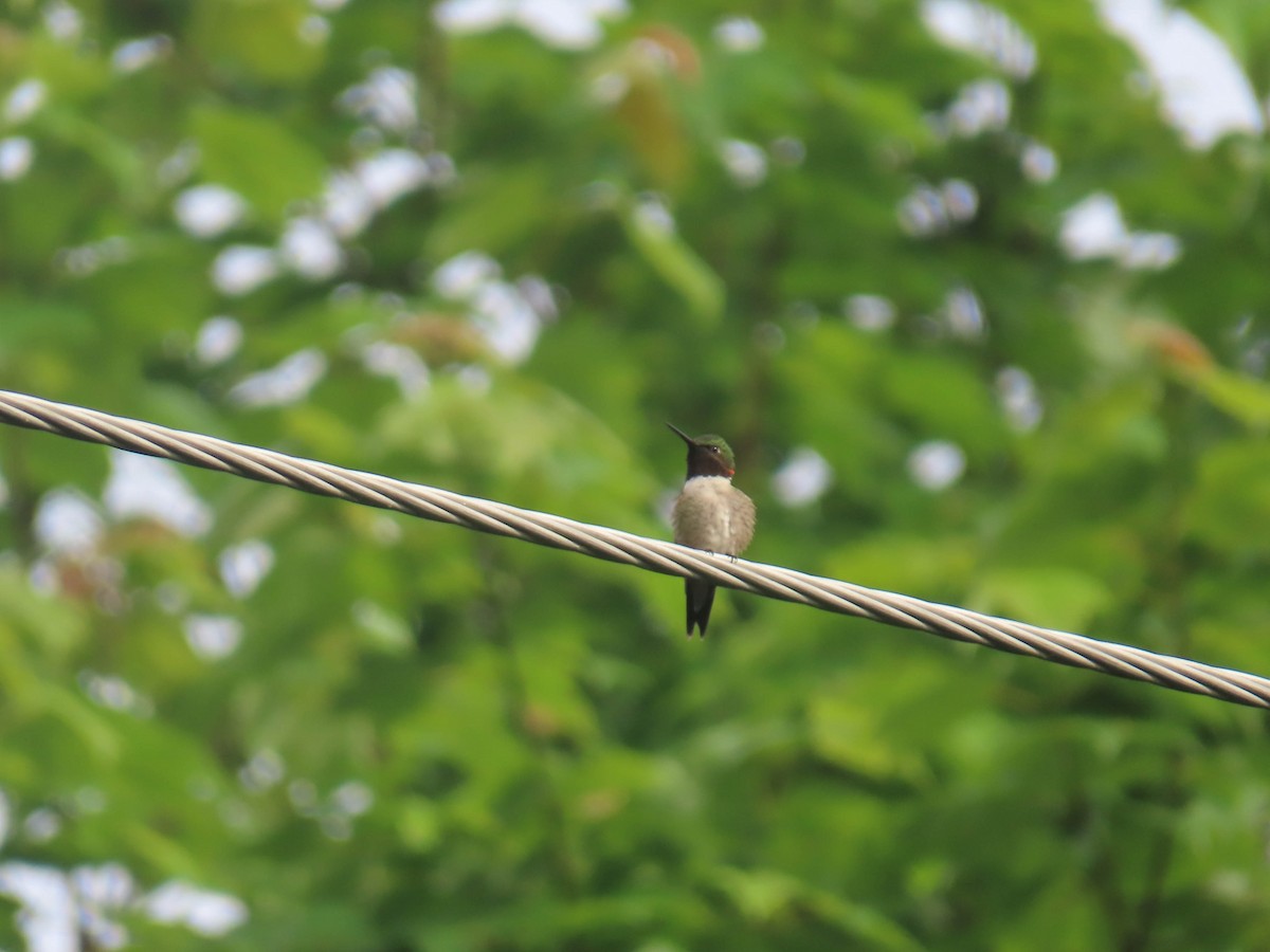 Ruby-throated Hummingbird - ML346733101