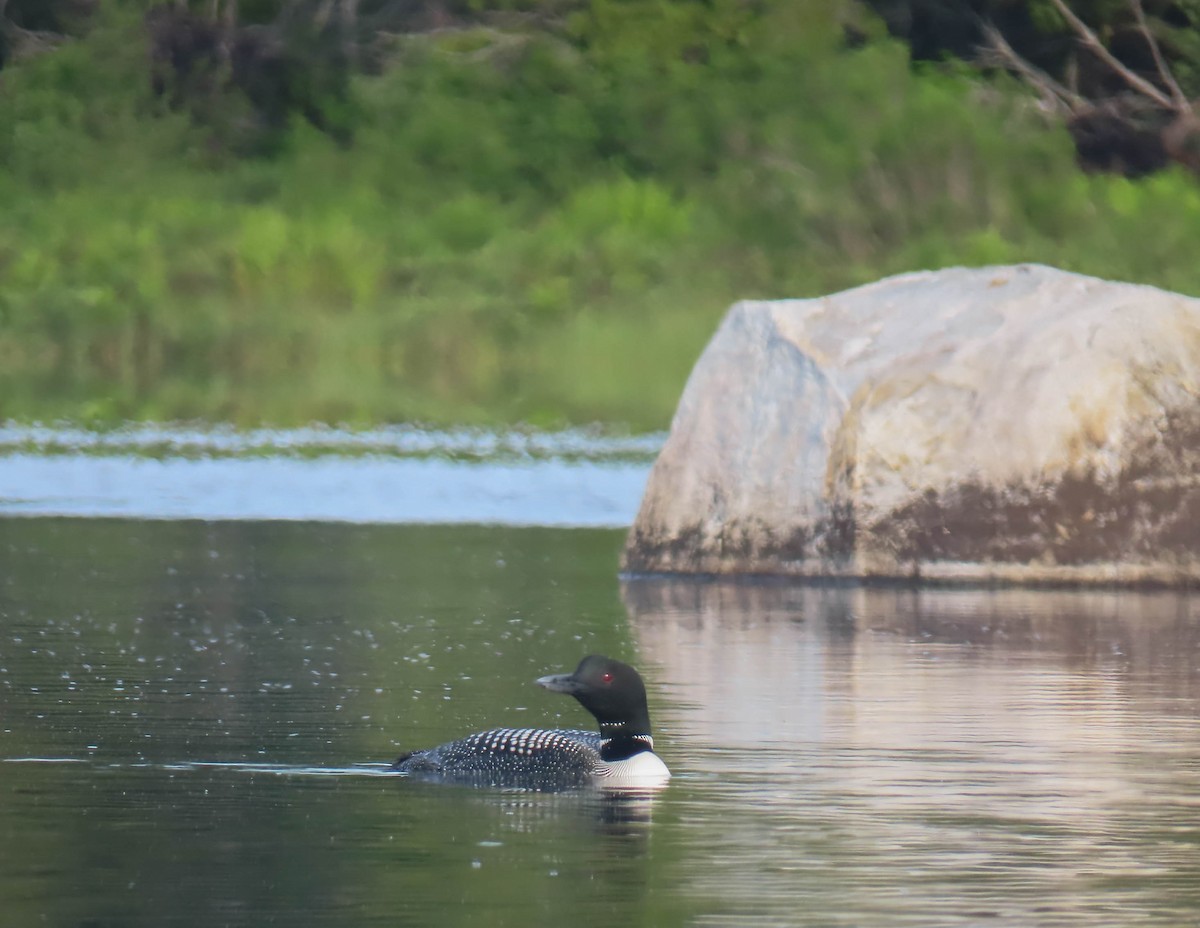 Common Loon - sheila goss