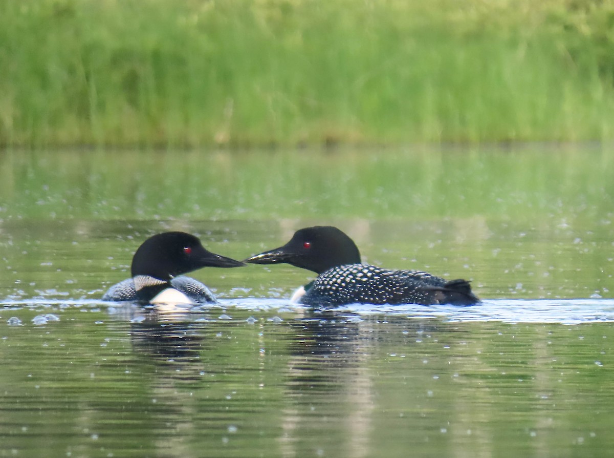 Common Loon - sheila goss