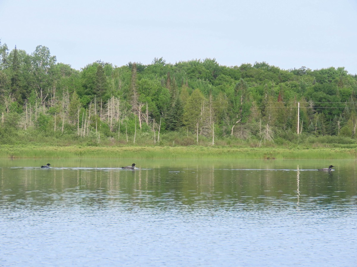 Common Loon - sheila goss