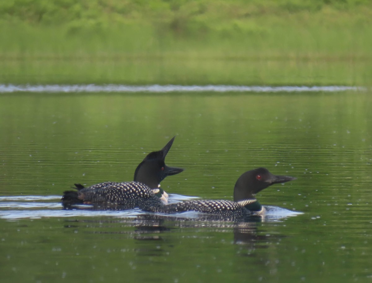 Common Loon - sheila goss