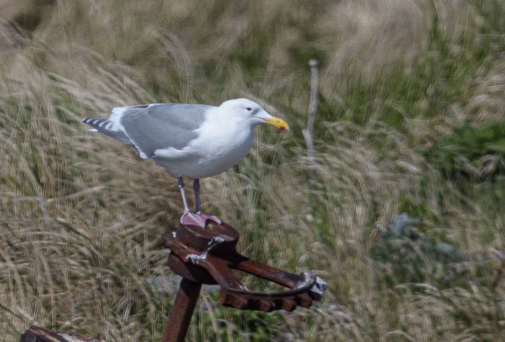 Glaucous-winged Gull - Bert Filemyr