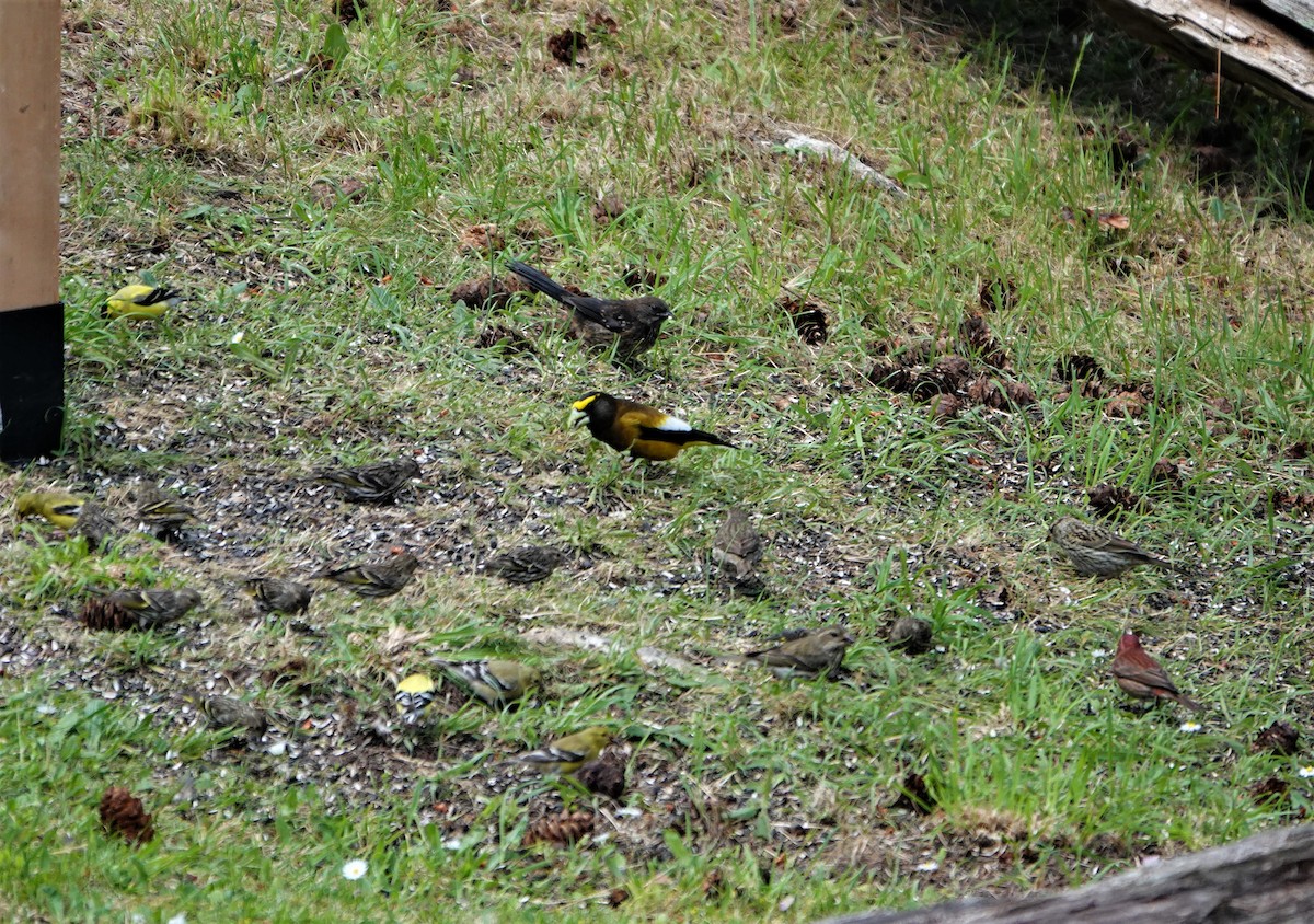 Evening Grosbeak - ML346734581