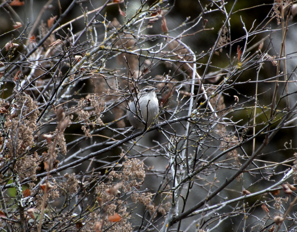 Bewick's Wren - ML34673641