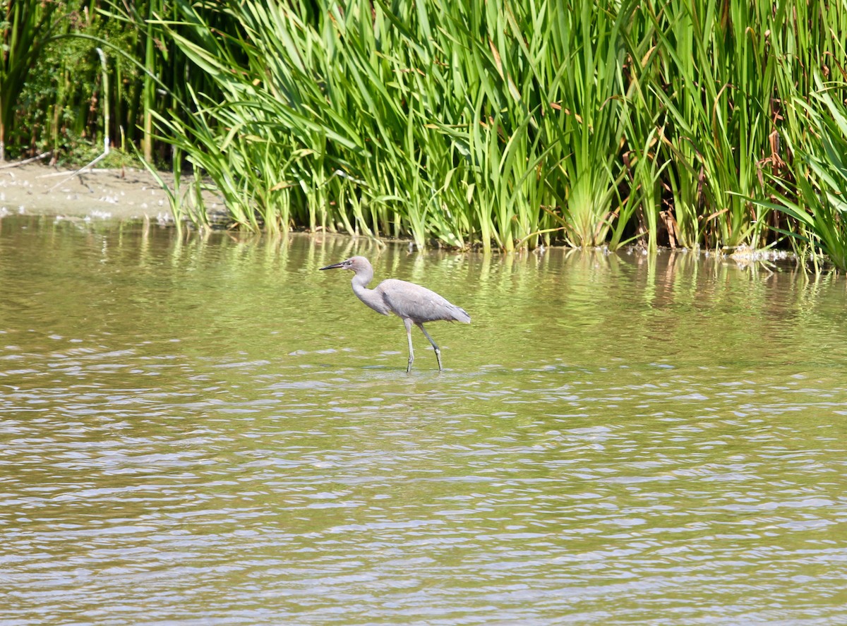 Reddish Egret - ML34673661