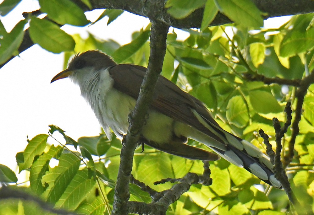 Yellow-billed Cuckoo - ML346738691