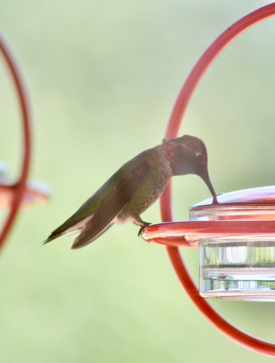 Anna's Hummingbird - ML346739261