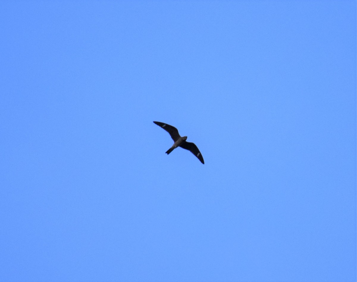 Common Nighthawk - Joshua K Pickering