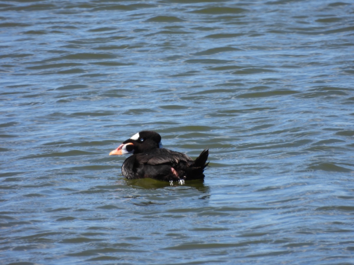 Surf Scoter - ML346741051