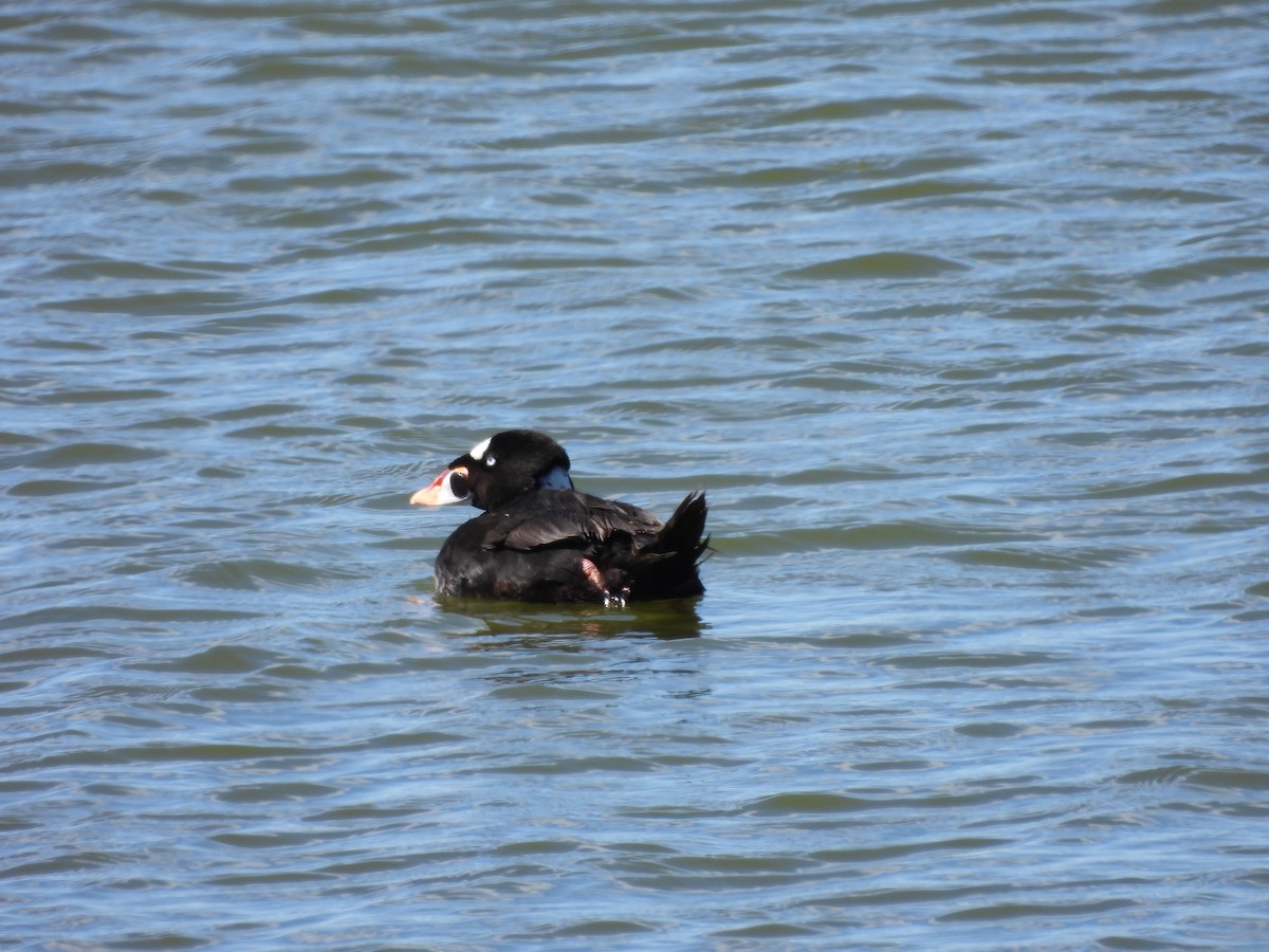 Surf Scoter - ML346741081