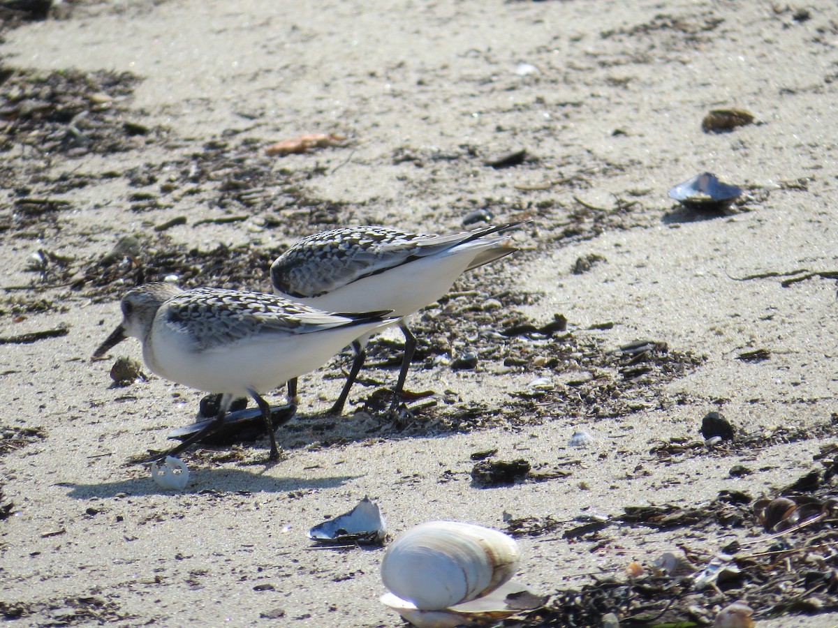 Bécasseau sanderling - ML34674171