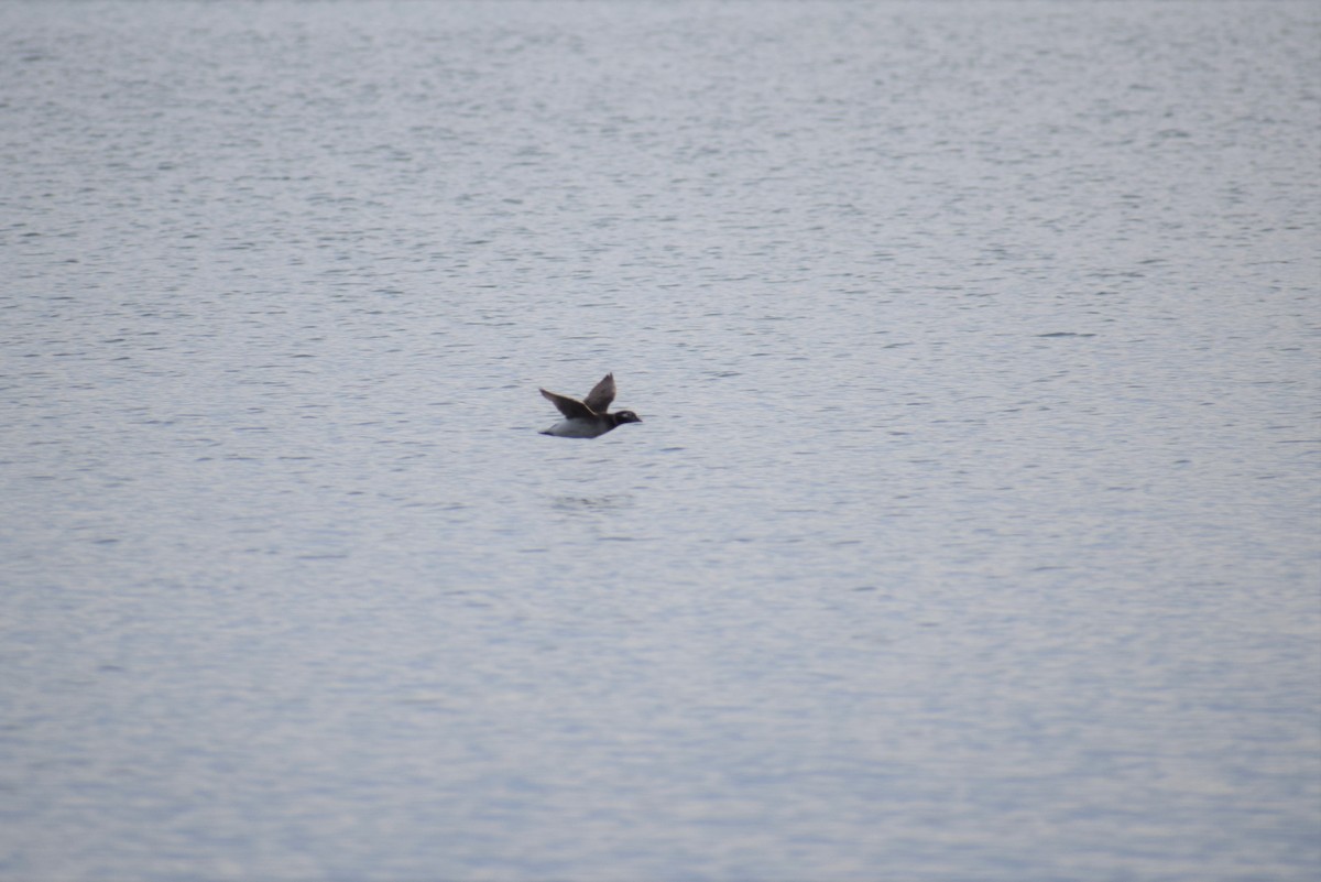 Long-tailed Duck - ML346741941