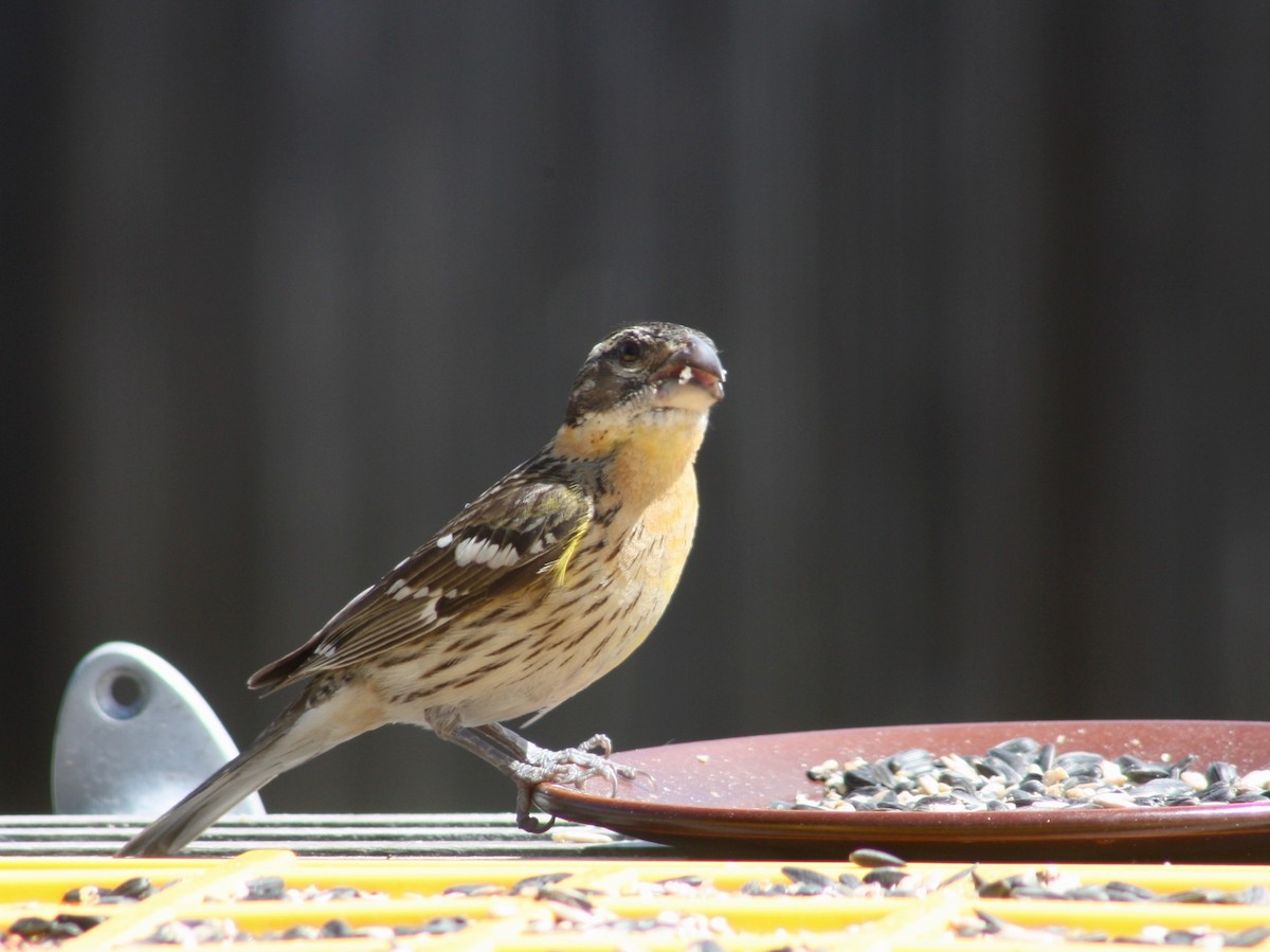 Black-headed Grosbeak - Terrylee Harrington