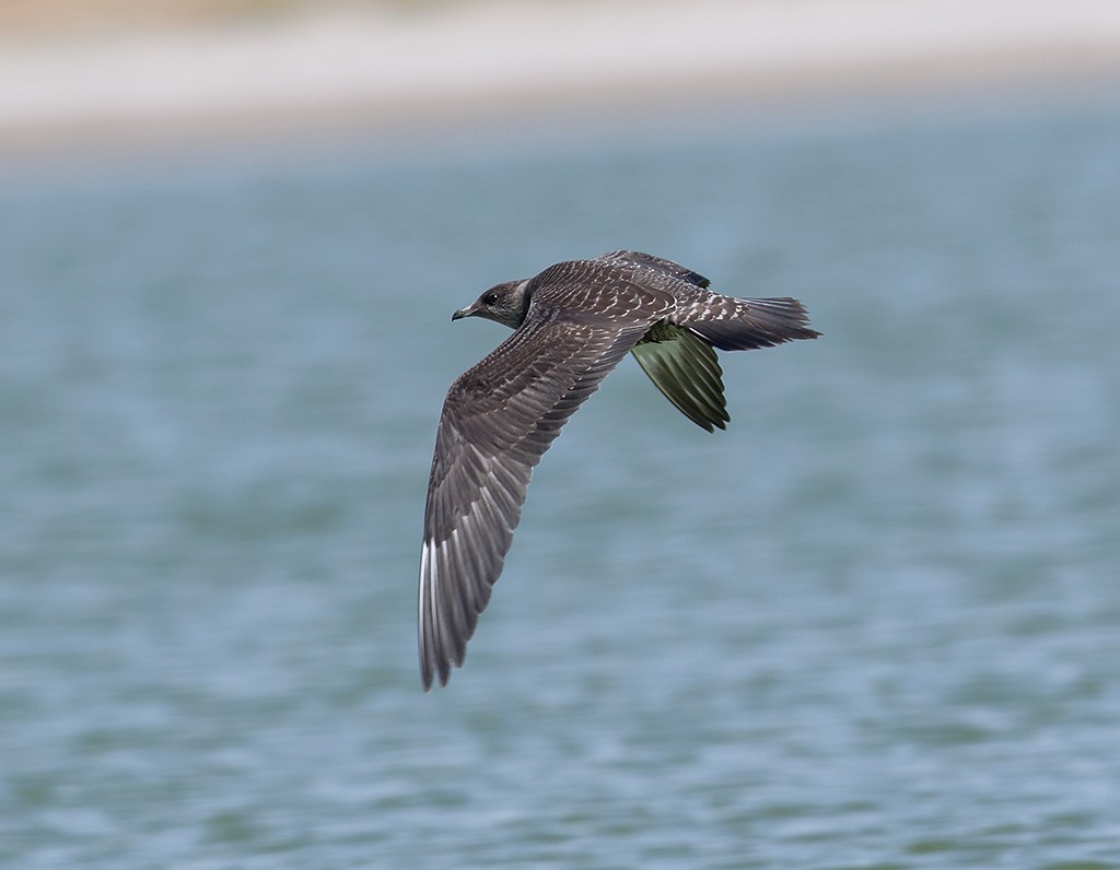 Long-tailed Jaeger - Gary Woods